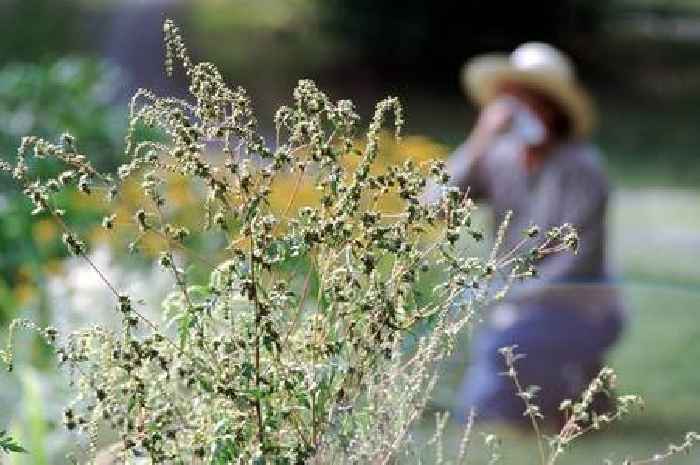 Brits urged to do 1 cleaning task every day to stop hay fever