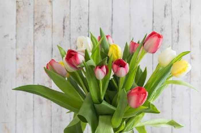 Stop tulips from drooping by making one easy change to stems