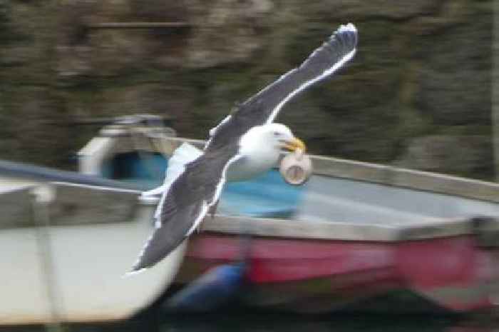 Maintenance man 'mugged' after seagull nicks his coffee mug