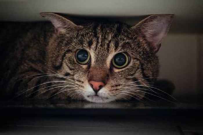 Anxious cats will feel more at ease if you make one lifestyle change