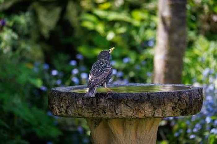 Gardeners urged to put coins in their bird baths this week for this reason