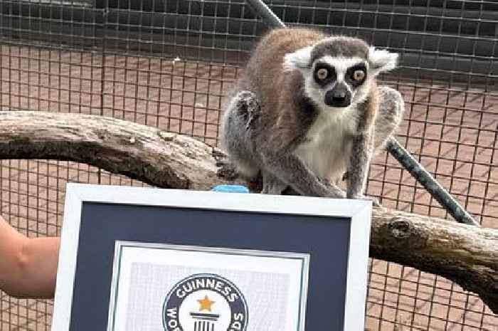 Adorable lemur at Scottish zoo makes history as he is crowned 'world's oldest'