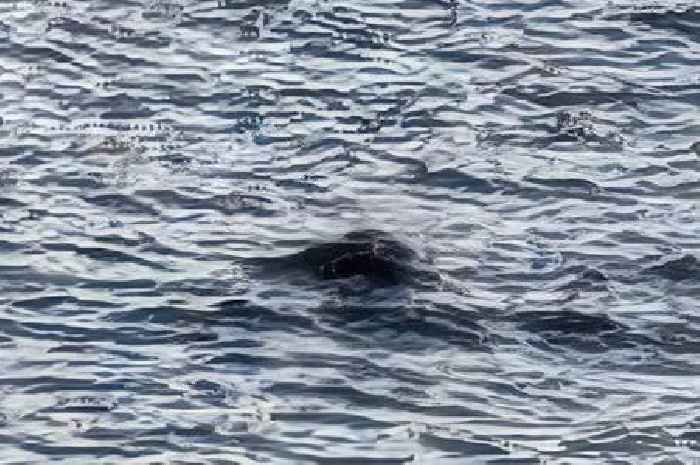 Loch Ness Monster spotted for second time this year with sinister recording