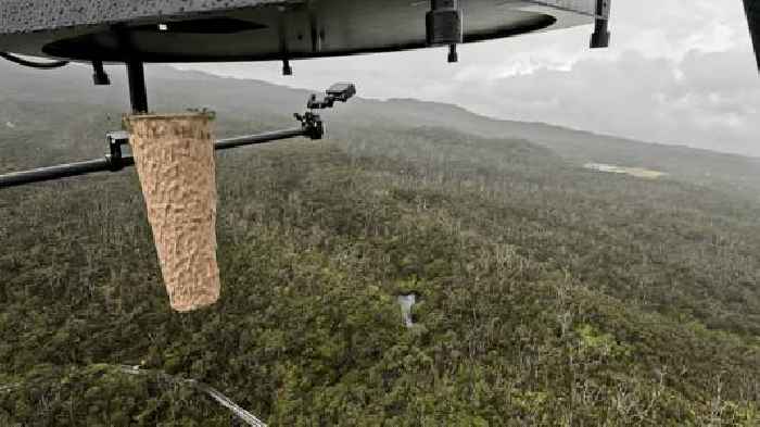 Scientists are dropping live mosquitoes out of drones in Hawaii. Here’s why.