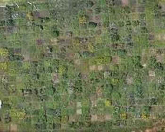 Space lasers, AI used by geospatial scientist to measure forest biomass