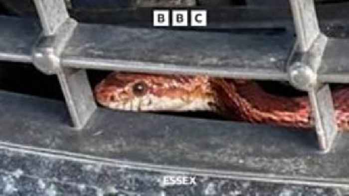 Clacton man’s ‘snake in car’ encounter