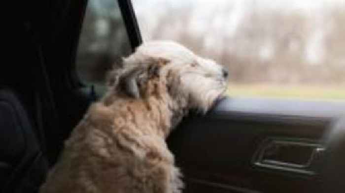 Vet warns dog owners about heatwave and hot cars