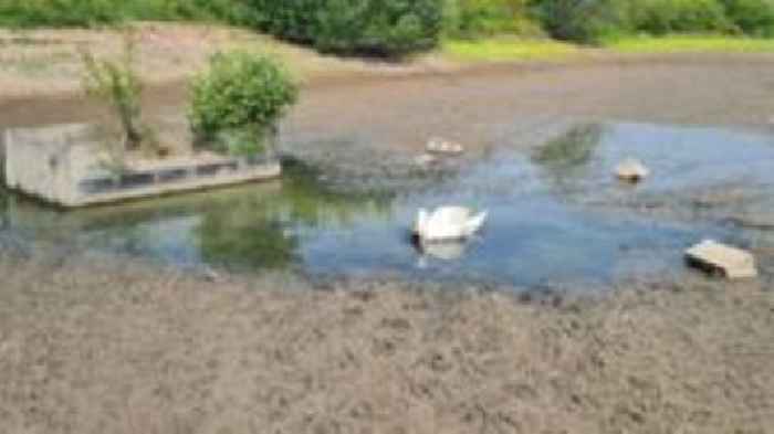 Stranded swan rescued after pool dries up