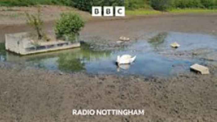 Swan rescue at Gedling Country Park
