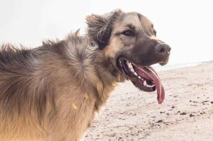 Dog owners warned not to walk dogs above 'dangerous' temperature in summer