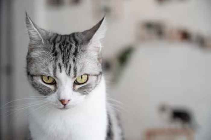 Five signs your cat loves you including 'weird' gift giving habit