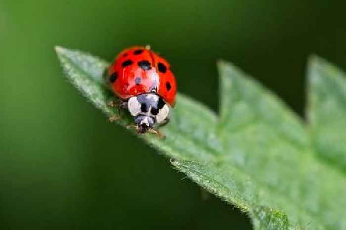 Local nature sites in Bristol lost to development replaced 150 miles away in Barnsley