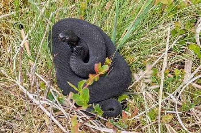 Walker stumbles across rare black adder at south west beauty spot