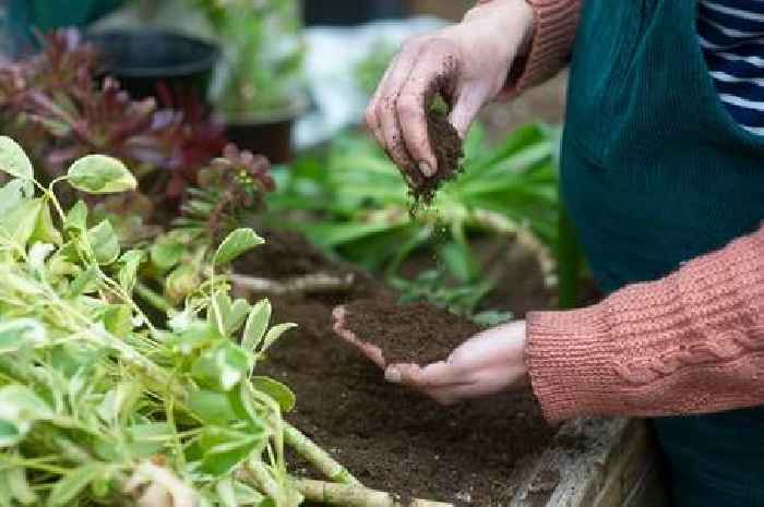 Five plants you can grow if you don't have a lot of space in garden