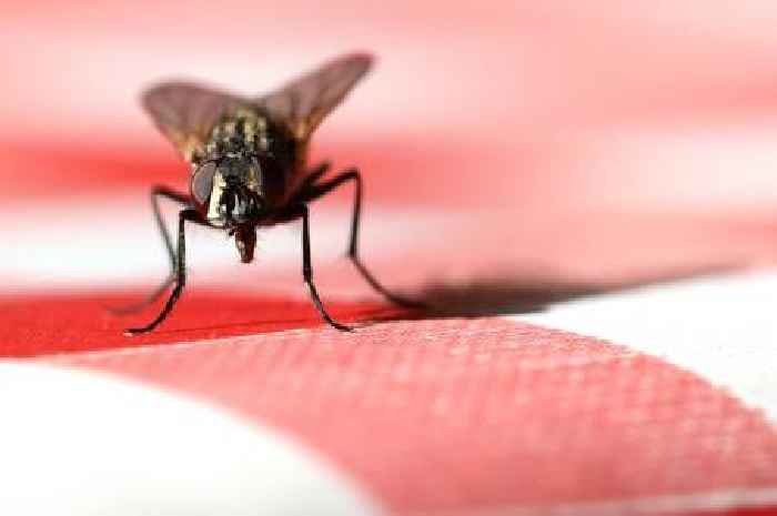 Keep flies out of your home this summer with these six plants expert loves