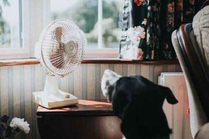 Dog owners warned to avoid doing one thing this week or your pooch could be harmed