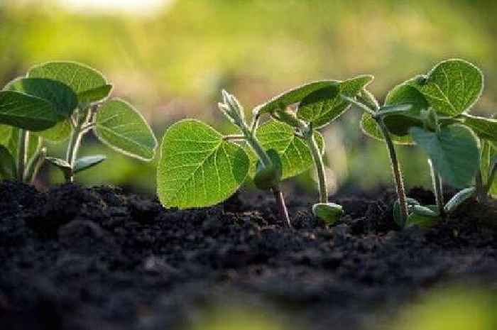 Gardener shares five things you can grow if you don't have much space