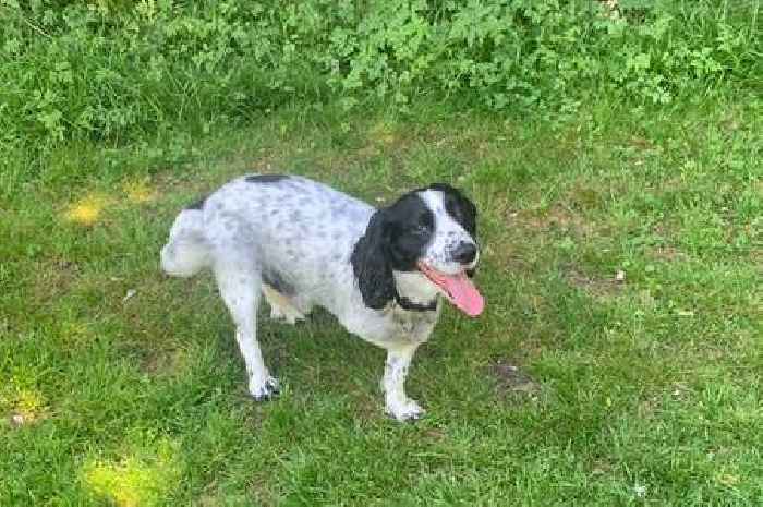 Dog has to have leg removed after freak 'poo bin' accident