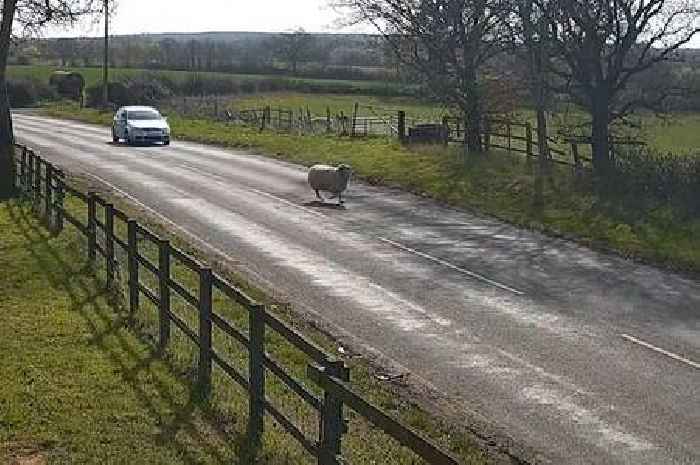 Dog walker ordered to pay compensation after sheep and lambs die