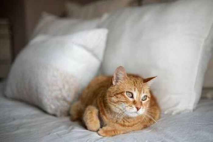 Cat behaviourist shares five signs your pet really loves you