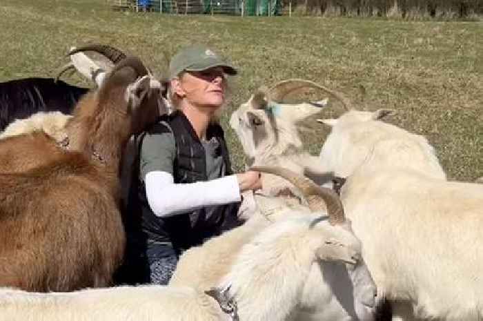 Clarkson's Farm filming thrown into chaos as goats cause havoc on set