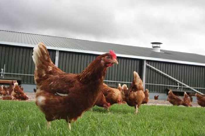 Plans for farm with 200,000 chickens blocked by court