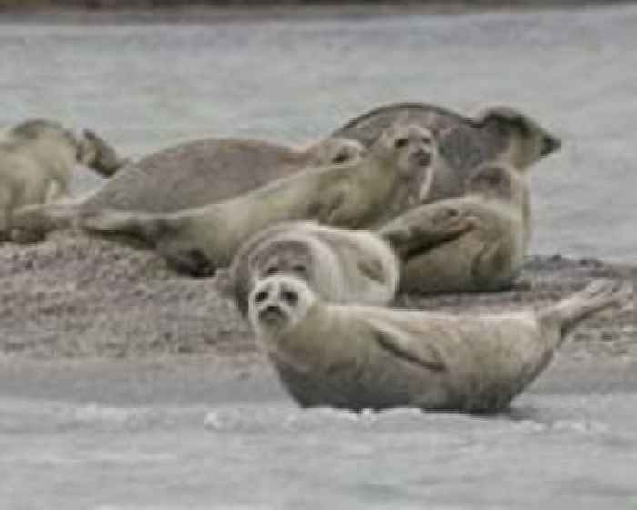 Climate change, human activity behind mass deaths of rare seals: Kazakhstan