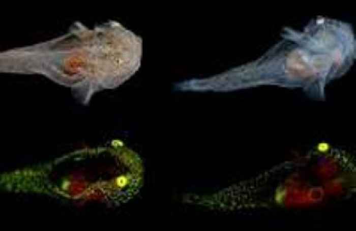 Fish biofluorescence evolved independently over 100 times in evolutionary history