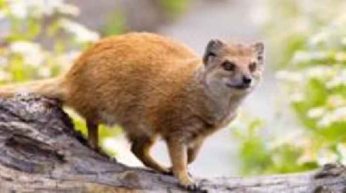 Escaped zoo mongoose recaptured at brewery