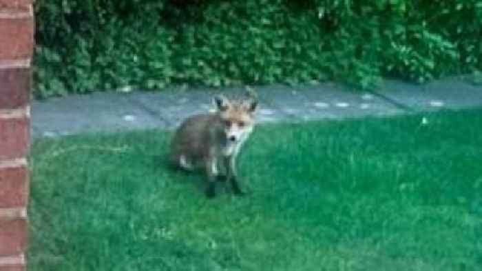 Fox playing with dog toy is 'super cute'