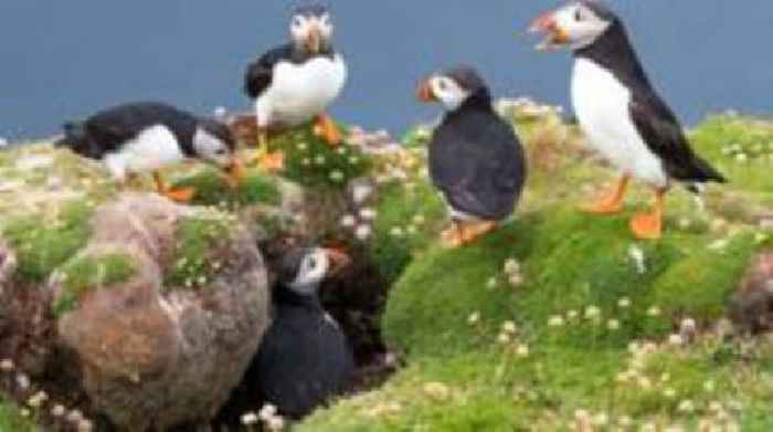 Fair Isle bird observatory reopens six years after fire
