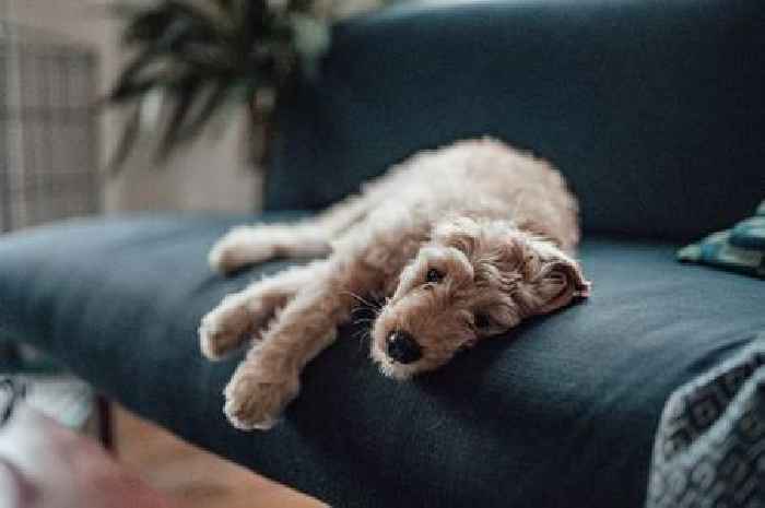 Dog owners told to watch for warning signs dogs don't want to be stroked