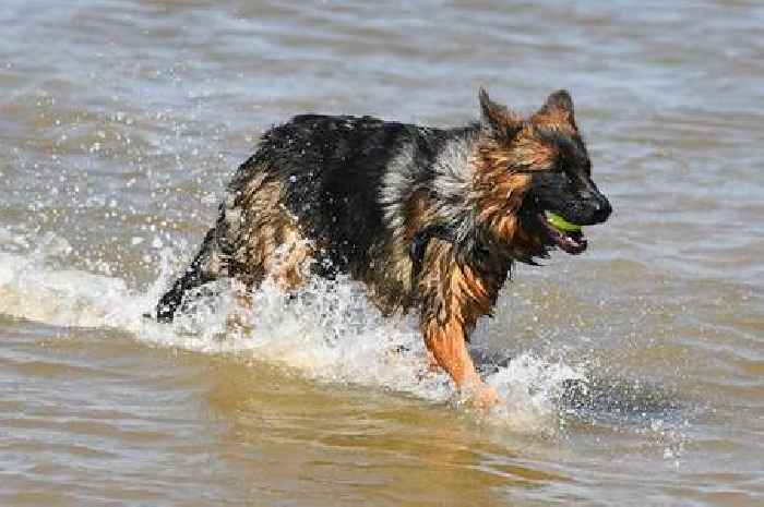 Dog trainer cautions first-time owners to avoid these three breeds