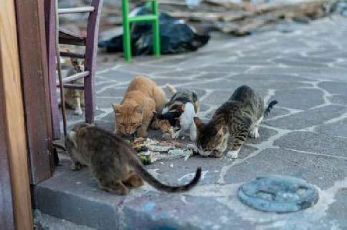 Rats the size of cats filmed on Spain beach popular with UK tourists