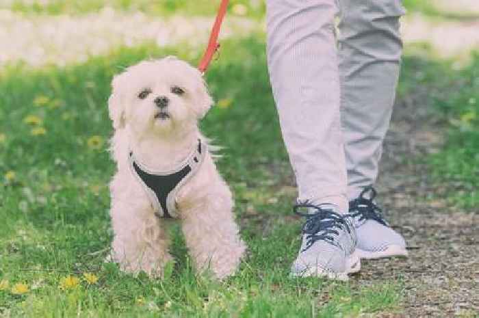 Fines warning as new Leicester order sets out rules for dog owners