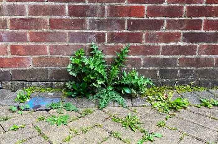 Gardeners can 'kill weeds overnight' with one cup of a natural solution