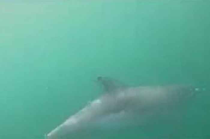Watch amazing moment dolphin swims a few feet from woman's paddleboard