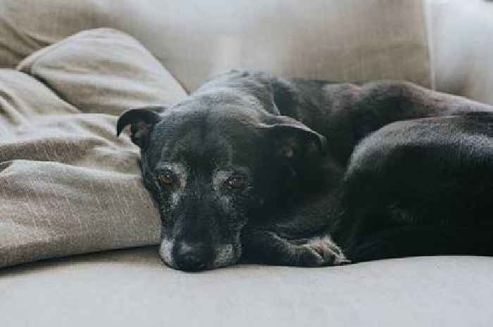 Dogs don't want to be stroked if they show these warning signs