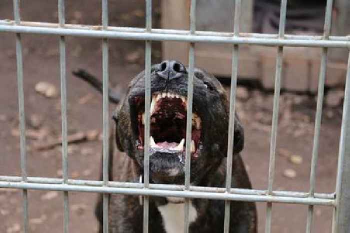Brit woman dies from rabies after 'being bitten by stray dog' on Moroccan holiday