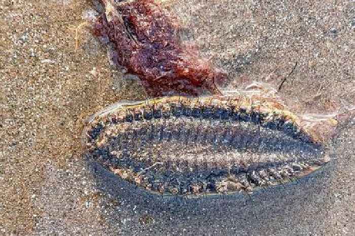 Mysterious creature found on Welsh beach can devour prey three times its size