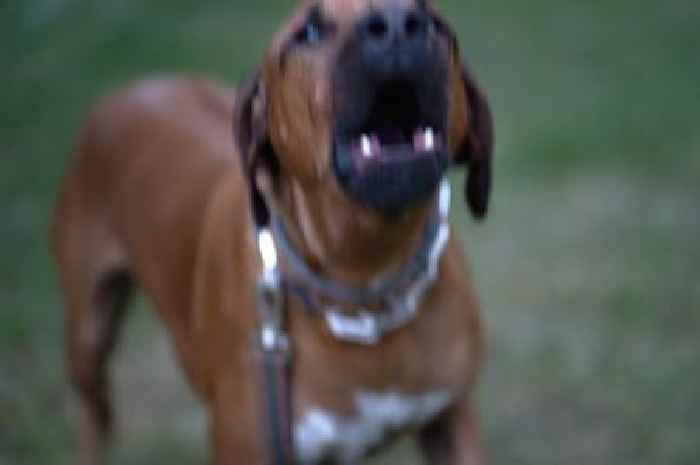 Rabies death in UK after contact with dog at holiday destination