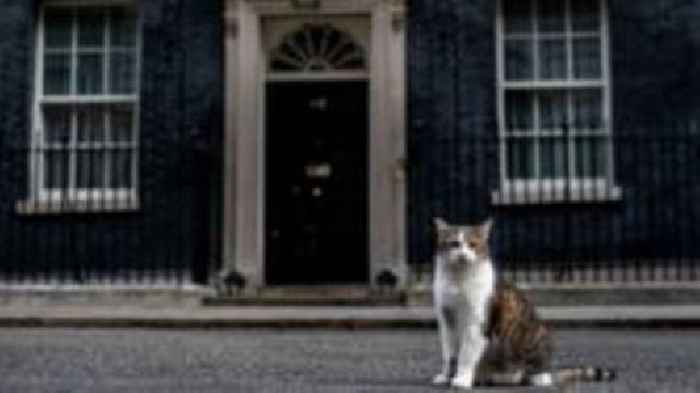 Cats rejected as Westminster pest controllers