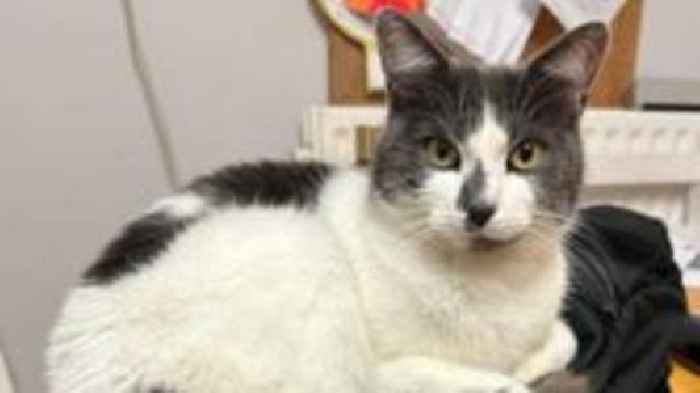 Stowaway cat's 400-mile trip after climbing into van