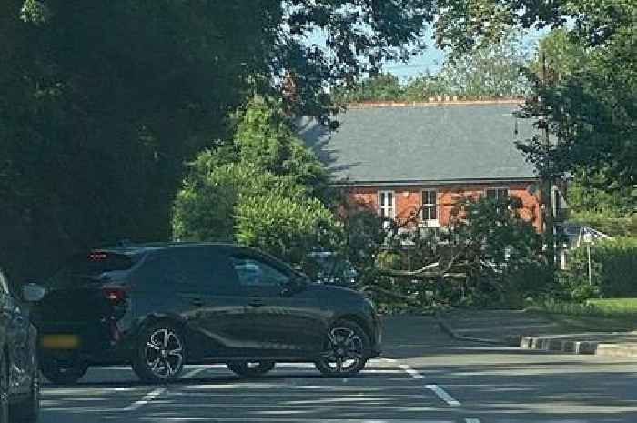 Live: Fallen tree blocks busy road off A38