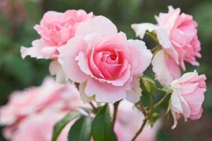 Gardeners with roses told to perform key task after 'first flush' of summer