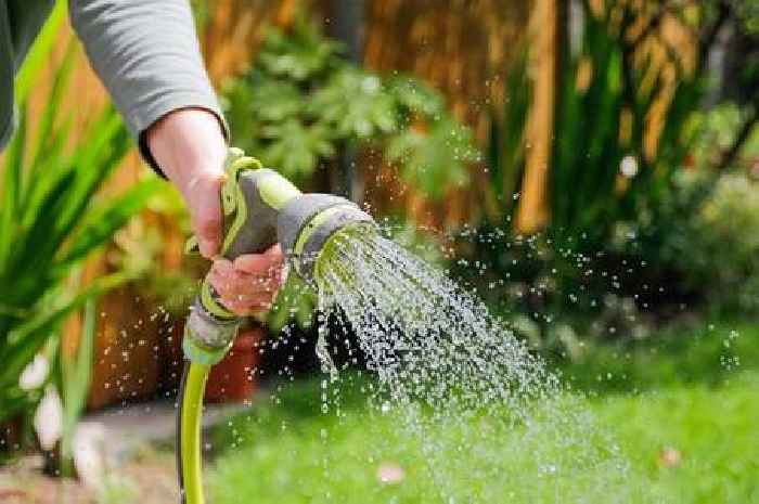 Gardening expert on best time to water your grass during hot weather
