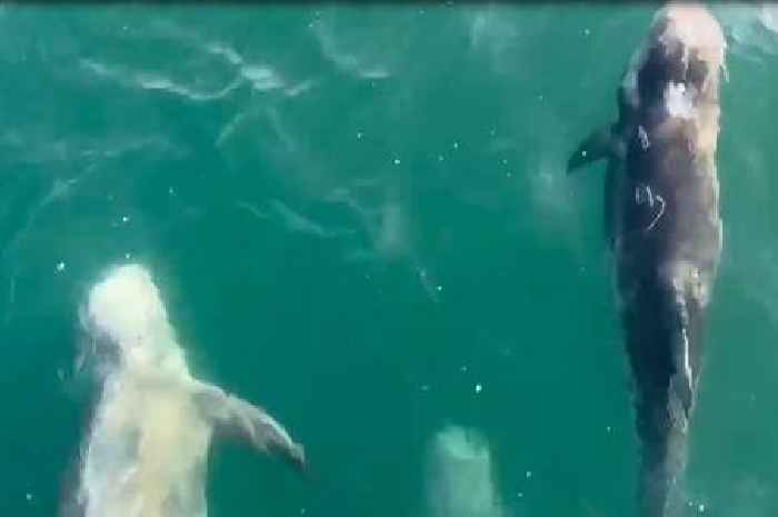 'Amazing encounter' as 50 rare dolphins join Devon boat trip