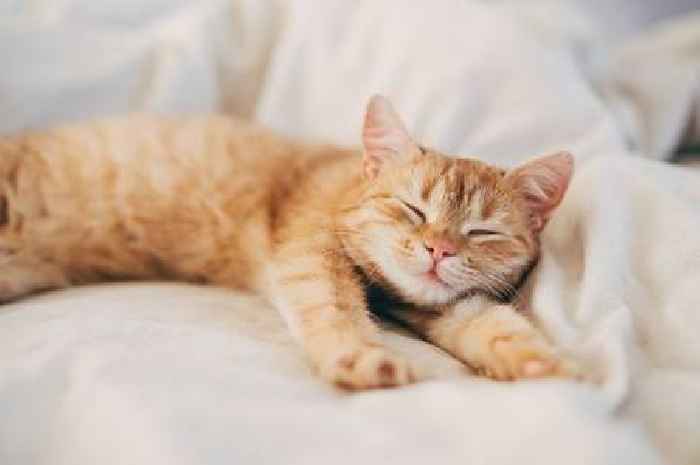 One in 10 cat owners risking £500 fine for ignoring new law