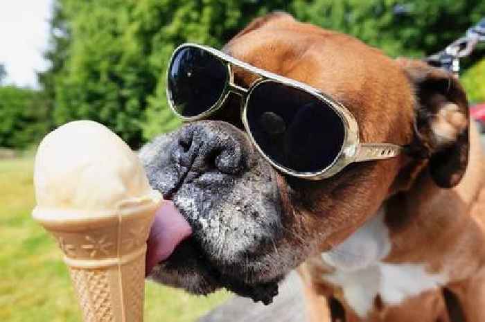 Dog trainer lists 26 breeds that need the most exercise – not Labradors