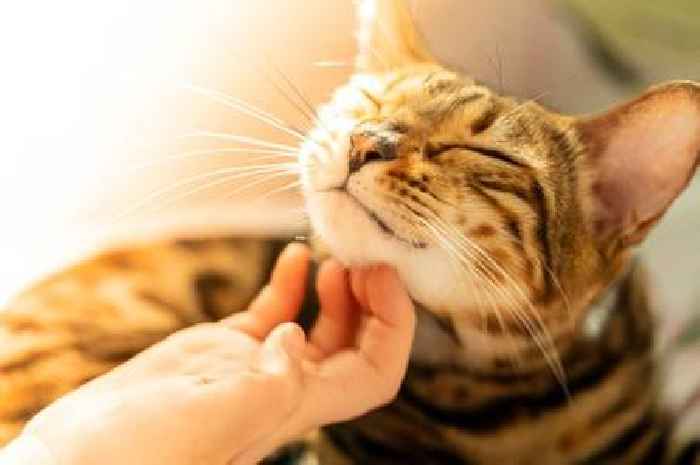 Warning to 13pc of cat owners who are risking £500 over new rule